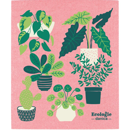 Swedish Dishcloth Plants