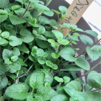 Pizza Garden Seed Grow Kit